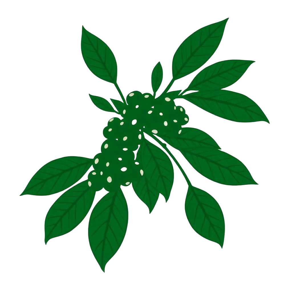 coffee branch ethnic v4